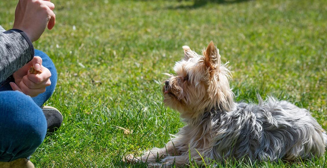 Transformar cão bagunceiro em comportado